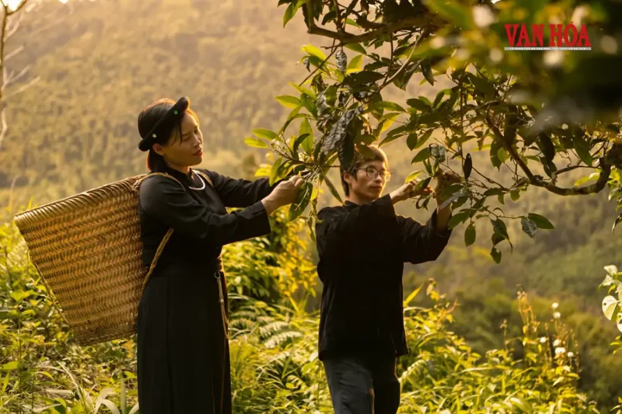 Thu hái chè tại vùng chè Thái Nguyên tham gia cuộc thi Hương sắc xứ trà