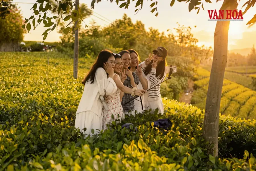 Thu hái chè tại vùng chè Thái Nguyên tham gia cuộc thi Hương sắc xứ trà